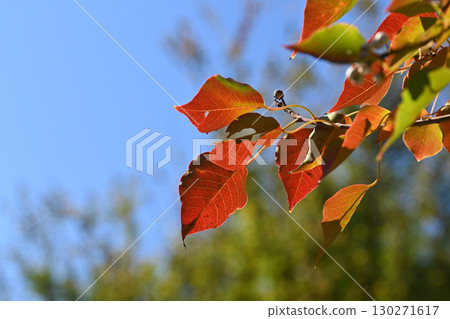 烏桕(秋葉) 烏桕(秋葉) 130271617