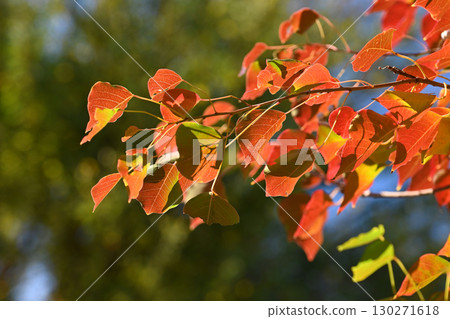 Chinese tallow tree (Autumn leaves) Chinese tallow tree (Autumn leaves) 130271618