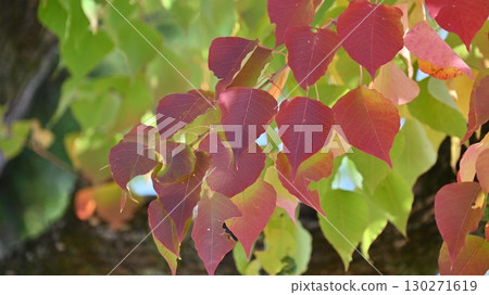 烏桕（秋葉） 130271619