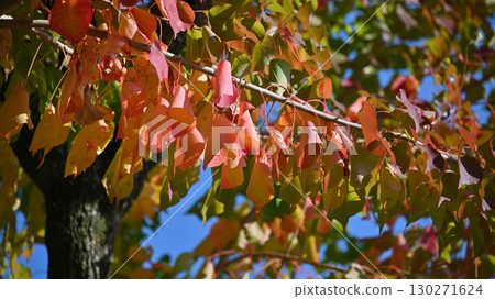 烏桕（秋葉） 130271624