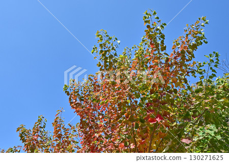 烏桕（秋葉） 130271625