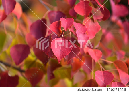 烏桕（秋葉） 130271626