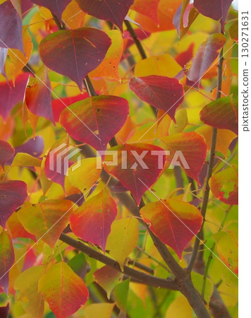 烏桕（秋葉） 130271631