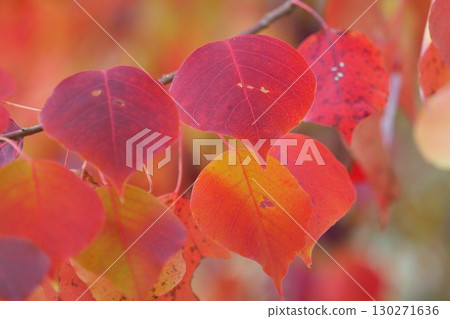 Chinese tallow tree (Autumn leaves) Chinese tallow tree (Autumn leaves) 130271636