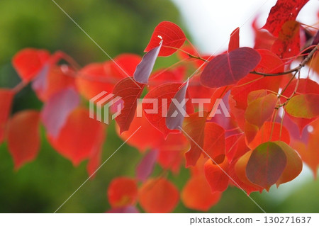 Chinese tallow tree (Autumn leaves) 130271637