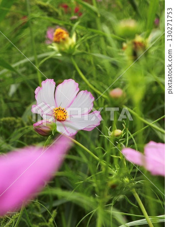 與波斯菊花的風景 與波斯菊花的風景 130271753
