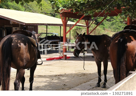 古蘭尼牧場馬匹 古蘭尼牧場馬匹 130271891