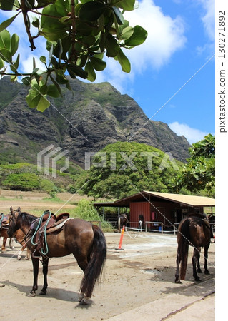 Kualoa Ranch Horses 130271892