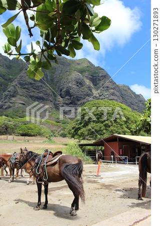 Kualoa Ranch Horses 130271893