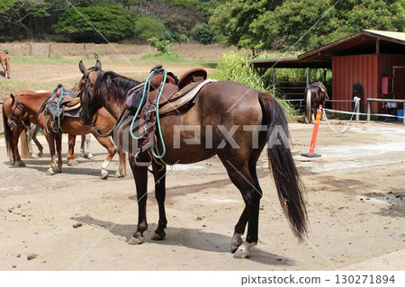 Kualoa Ranch Horses 130271894
