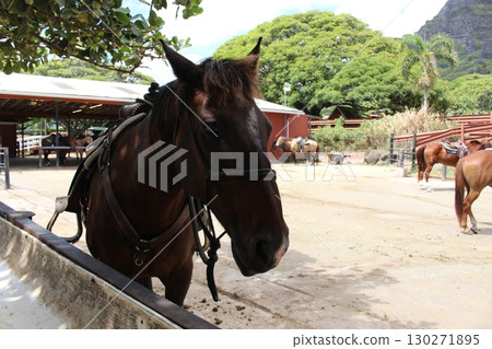 Kualoa Ranch Horses 130271895