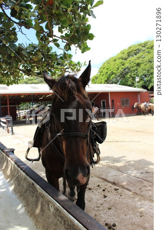 古蘭尼牧場馬匹 古蘭尼牧場馬匹 130271896