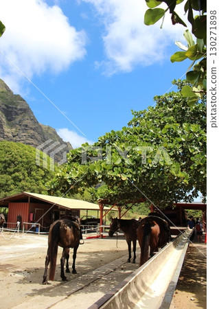 Kualoa Ranch Horses 130271898