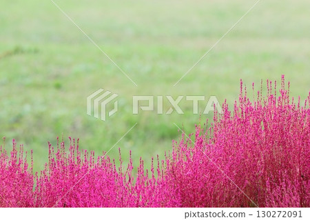 與紅葉的Kokia 130272091