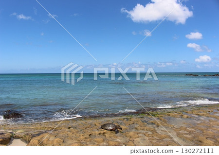 夏威夷海灘上的 Honu 海龜 130272111