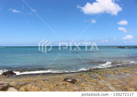 Honu sea turtle on a Hawaiian beach Honu sea turtle on a Hawaiian beach 130272117