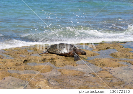 Honu sea turtle on a Hawaiian beach Honu sea turtle on a Hawaiian beach 130272120