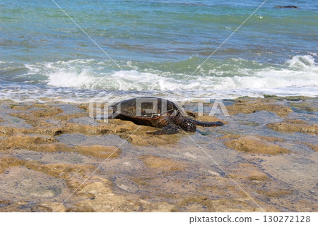 夏威夷海灘上的 Honu 海龜 夏威夷海灘上的 Honu 海龜 130272128