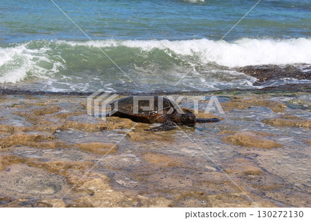 夏威夷海灘上的 Honu 海龜 夏威夷海灘上的 Honu 海龜 130272130