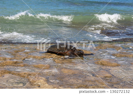 夏威夷海灘上的 Honu 海龜 夏威夷海灘上的 Honu 海龜 130272132