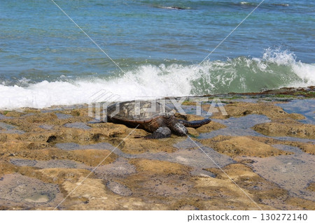 夏威夷海灘上的 Honu 海龜 夏威夷海灘上的 Honu 海龜 130272140