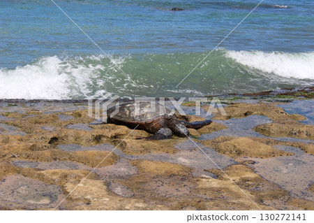 夏威夷海灘上的 Honu 海龜 夏威夷海灘上的 Honu 海龜 130272141