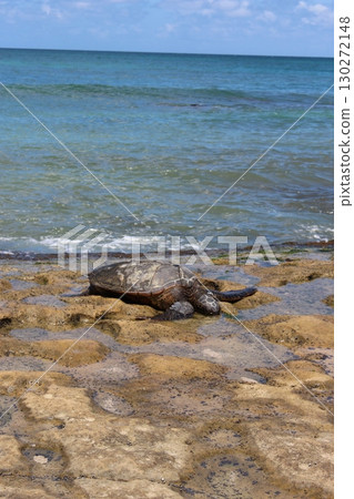 Honu sea turtle on a Hawaiian beach Honu sea turtle on a Hawaiian beach 130272148