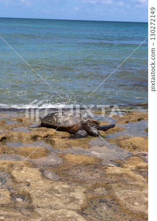 Honu sea turtle on a Hawaiian beach 130272149
