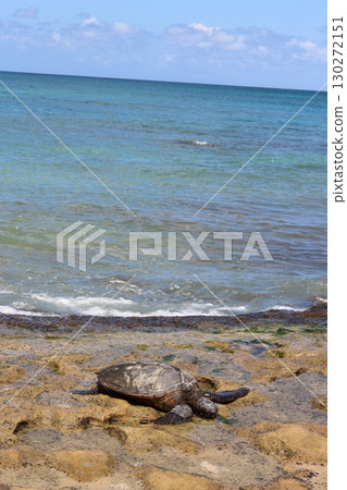 夏威夷海灘上的 Honu 海龜 130272151