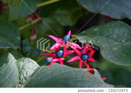 紅色和藍色的三葉草漿果 130272473