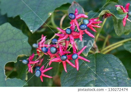 紅色和藍色的三葉草漿果 紅色和藍色的三葉草漿果 130272474