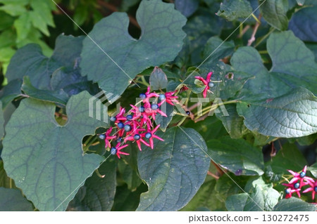 紅色和藍色的三葉草漿果 130272475