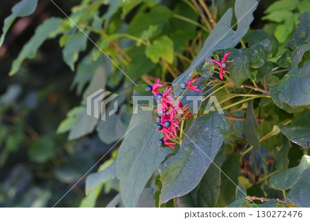 紅色和藍色的三葉草漿果 紅色和藍色的三葉草漿果 130272476