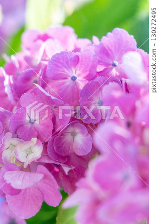 Cute pink hydrangea flowers Cute pink hydrangea flowers 130272495