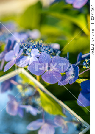 Blue hydrangea and hydrangea reflected in a mirror Blue hydrangea and hydrangea reflected in a mirror 130272504