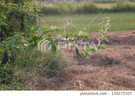 Vitality: Bitter Melon Vine Vitality: Bitter Melon Vine 130272507