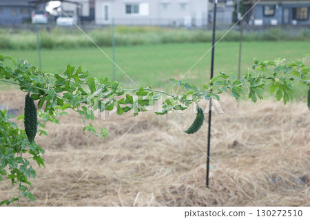 活力：苦瓜藤 130272510