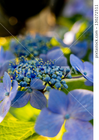 藍色繡球花 130272511