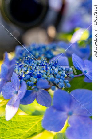 Blue hydrangea 130272513