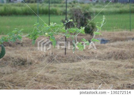 Vitality: Bitter Melon Vine 130272514