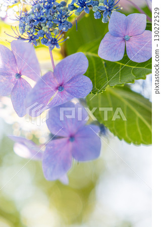 鏡子裡倒映的繡球花風景 130272529