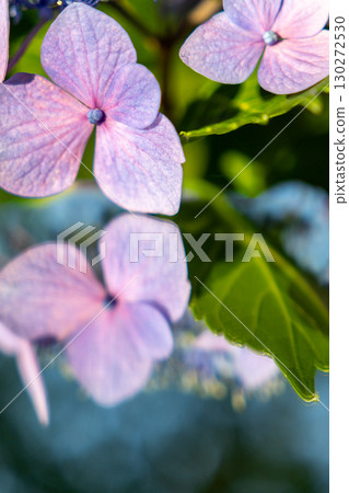 鏡子裡倒映的紫色繡球花 鏡子裡倒映的紫色繡球花 130272530