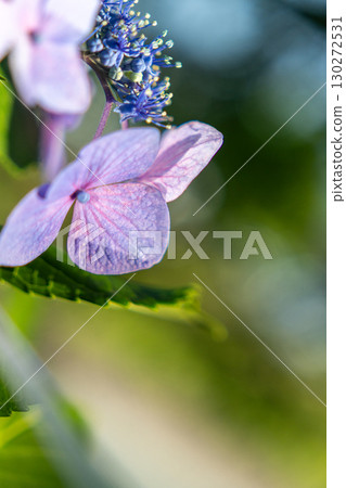 A landscape with purple hydrangeas 130272531