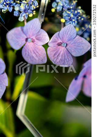 手鏡映照的梅雨季節繡球花 130272532