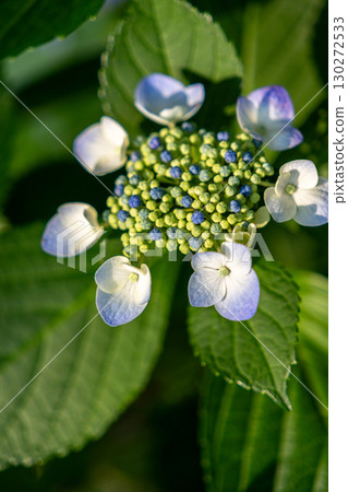 藍色繡球花 藍色繡球花 130272533