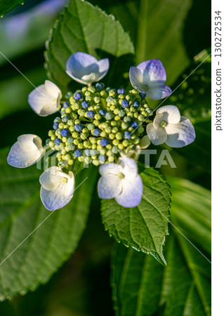 藍色繡球花 藍色繡球花 130272534