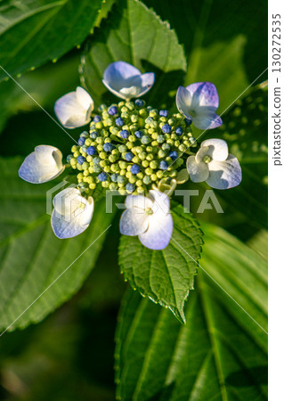 藍色繡球花 130272535