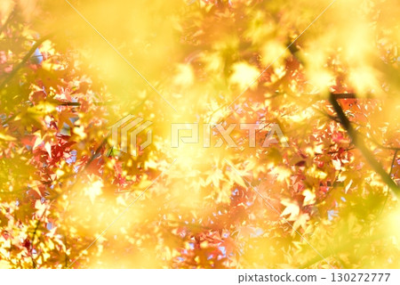 Vivid autumn leaves - Gold image Vivid autumn leaves - Gold image 130272777