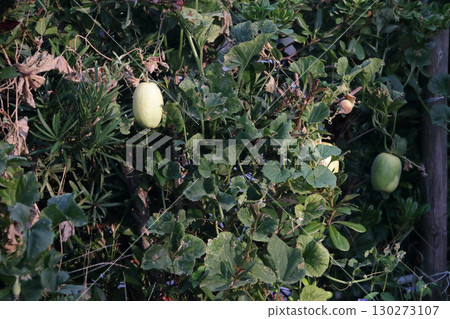 Vitality: Yellow gourd climbing up a garden tree Vitality: Yellow gourd climbing up a garden tree 130273107