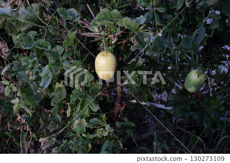 Vitality: Yellow gourd climbing up a garden tree Vitality: Yellow gourd climbing up a garden tree 130273109